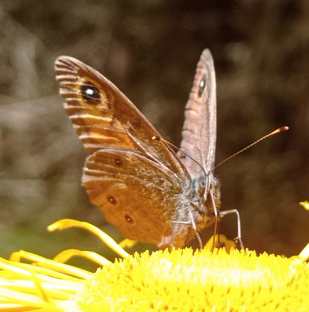 Lasiommata petropolitana - északi szemeslepke