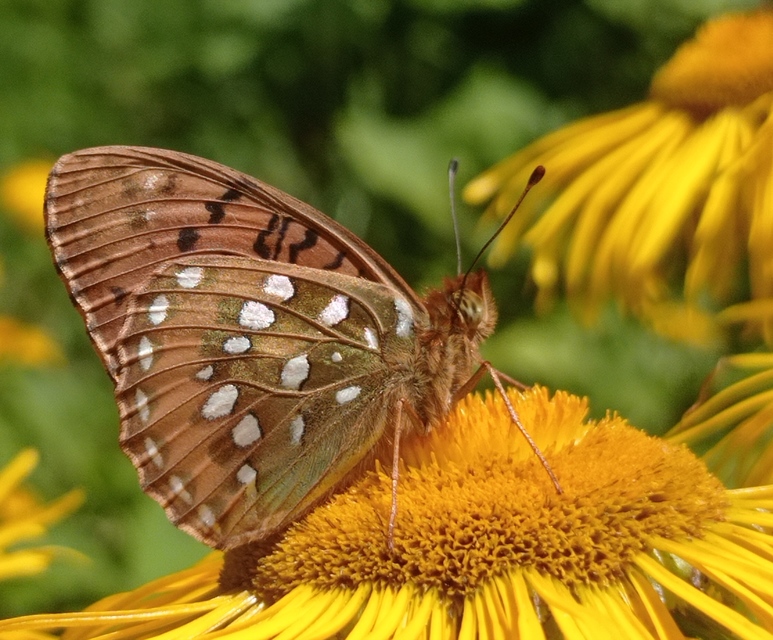 Argynnis aglaja - kerekfoltú gyöngyházlepke