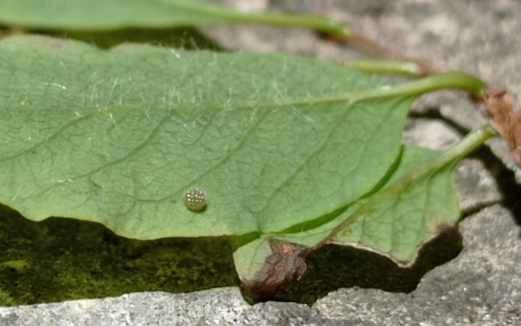 Limenitis camilla - kis lonclepke