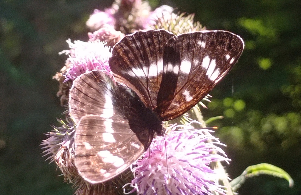 Limenitis camilla - kis lonclepke