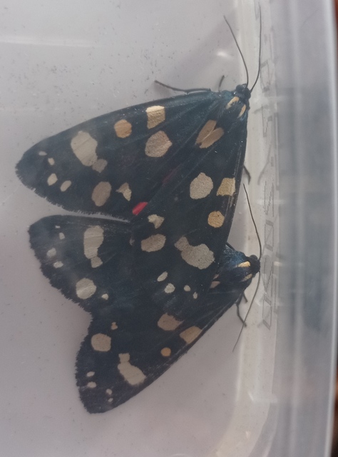 Callimorpha dominula - fémes medvelepke