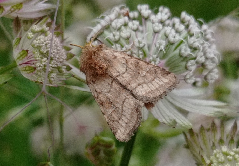 butabagoly - Eriopygodes imbecilla