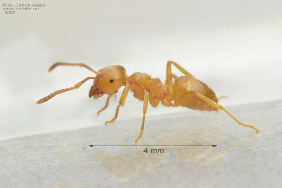 Lasius mixtus - északi borostyánhangya