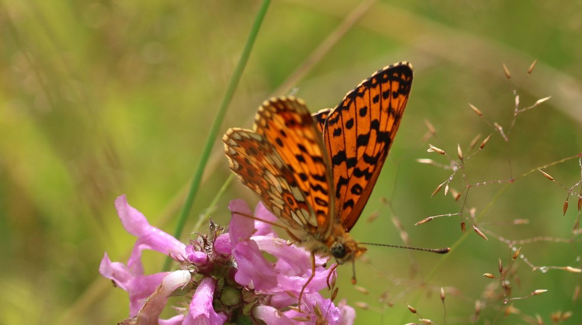 Boloria selene - fakó gyöngyházlepke