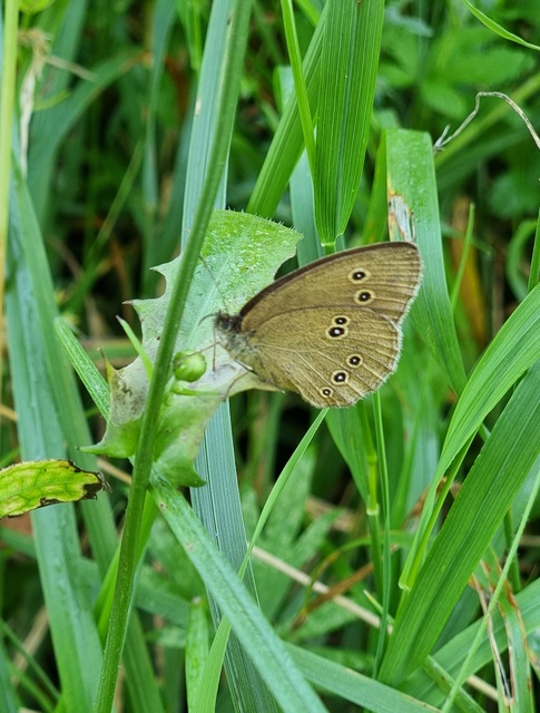 Aphantopus hyperanthus - közönséges ökörszemlepke