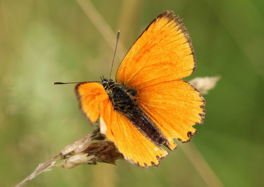 Lycaena virgaureae - arany-tűzlepke