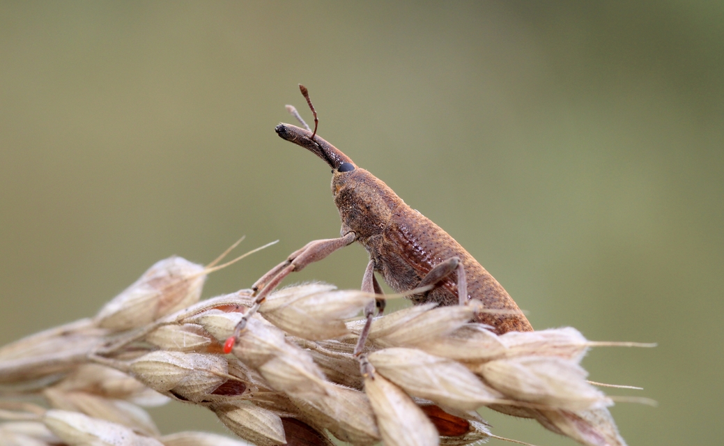 Lixus pulverulentus - mályvafúró dudvabarkó