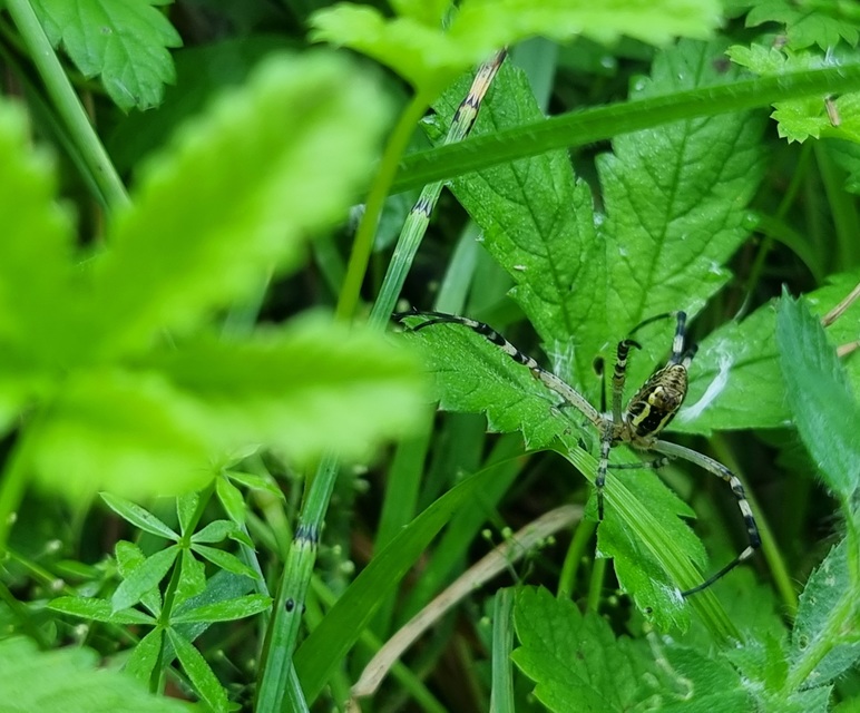 Argiope bruennichi - darázspók