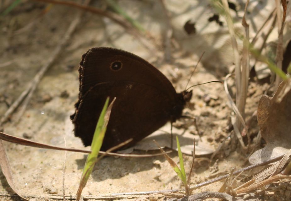 Minois dryas - fekete szemeslepke