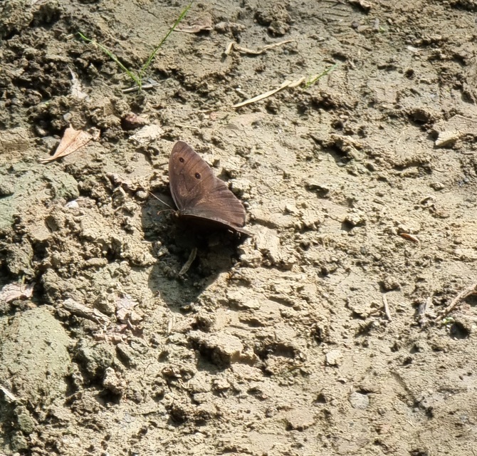 Minois dryas - fekete szemeslepke