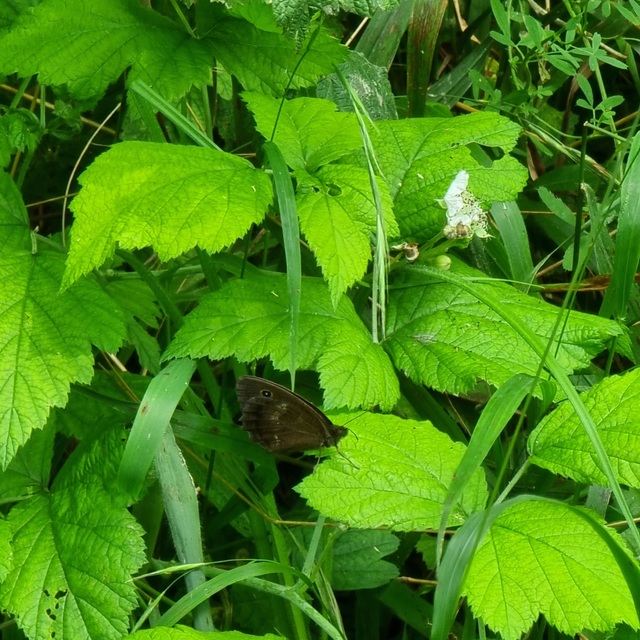 Minois dryas - fekete szemeslepke