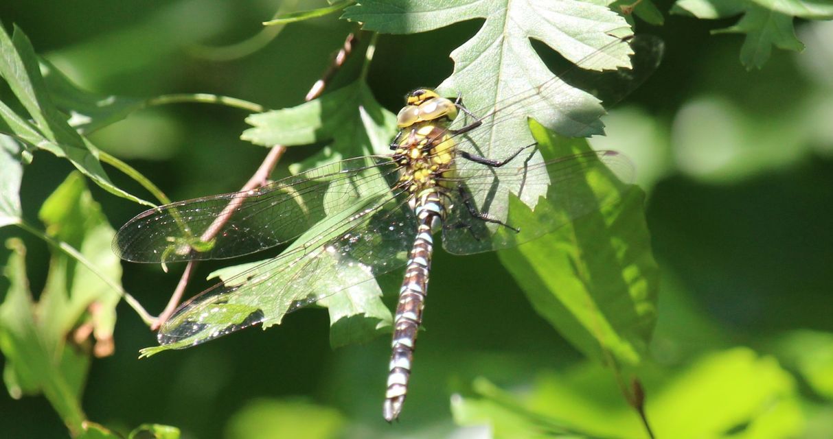 Aeshna cyanea - sebes karcsúacsa