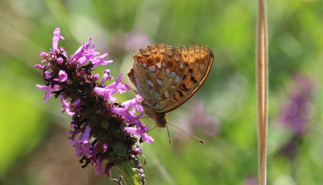 Argynnis adippe - ezüstös gyöngyházlepke
