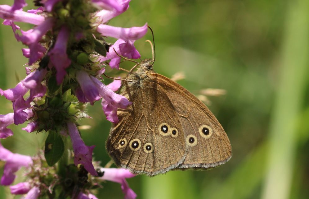 Aphantopus hyperanthus - közönséges ökörszemlepke