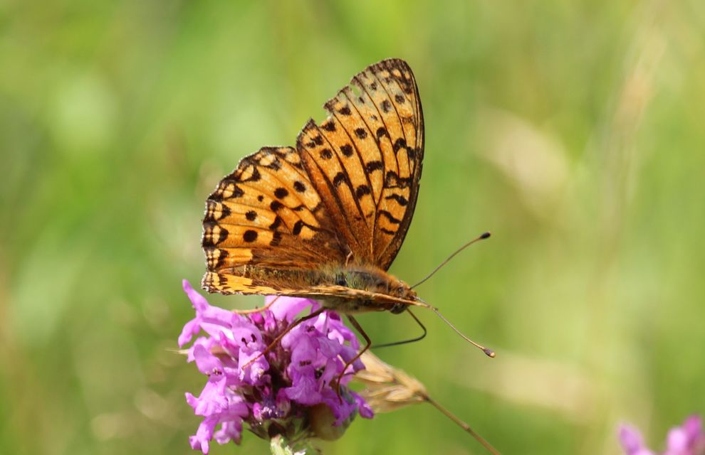 Argynnis aglaja - kerekfoltú gyöngyházlepke