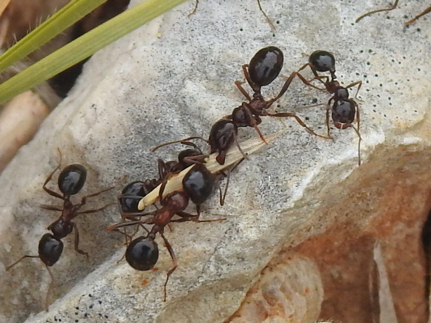 Messor wasmanni