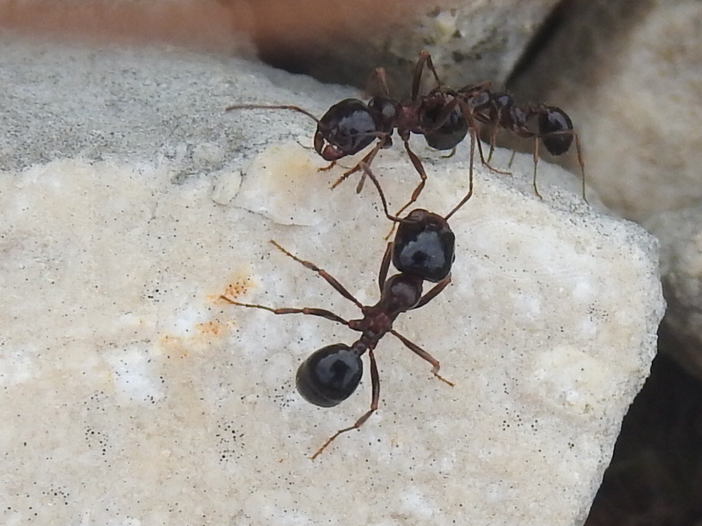 Messor wasmanni