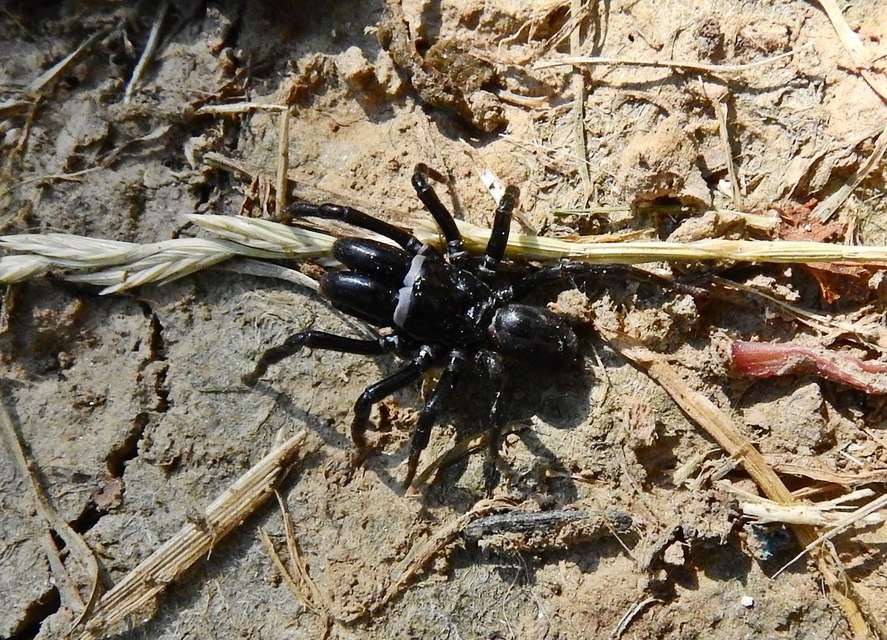 Atypus