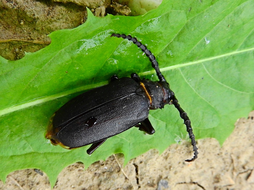 Prionus coriarius - csőszcincér