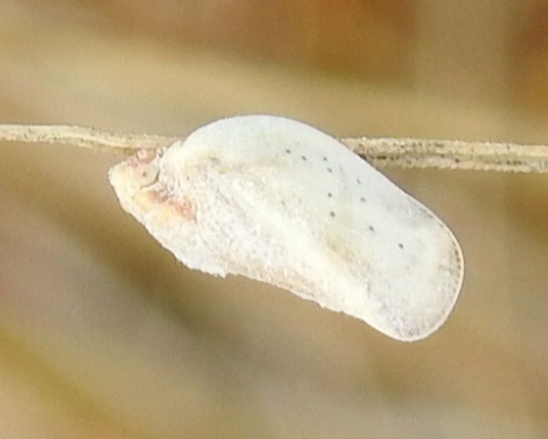 Flatidae - lepkeszárnyú kabócák