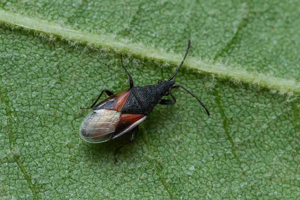Oxycarenus lavaterae - hársbodobács