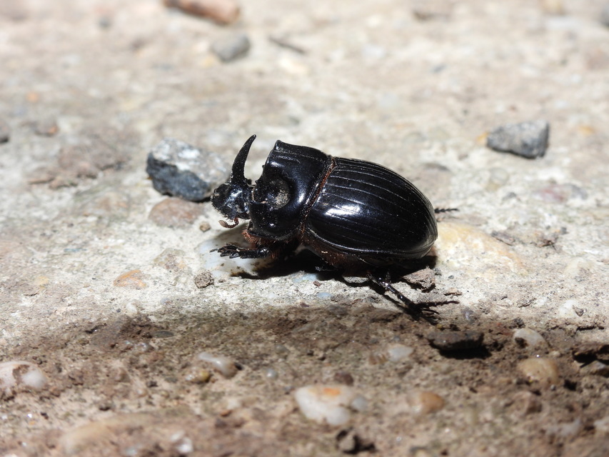 Copris lunaris - közönséges holdszarvú-ganéjtúró