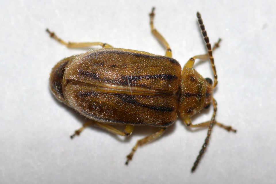 Ophraella communa - parlagfű-olajosbogár
