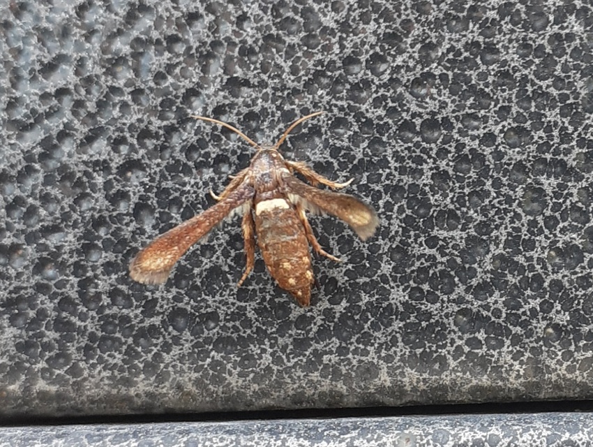 Microsphecia brosiformis - folyófűszitkár