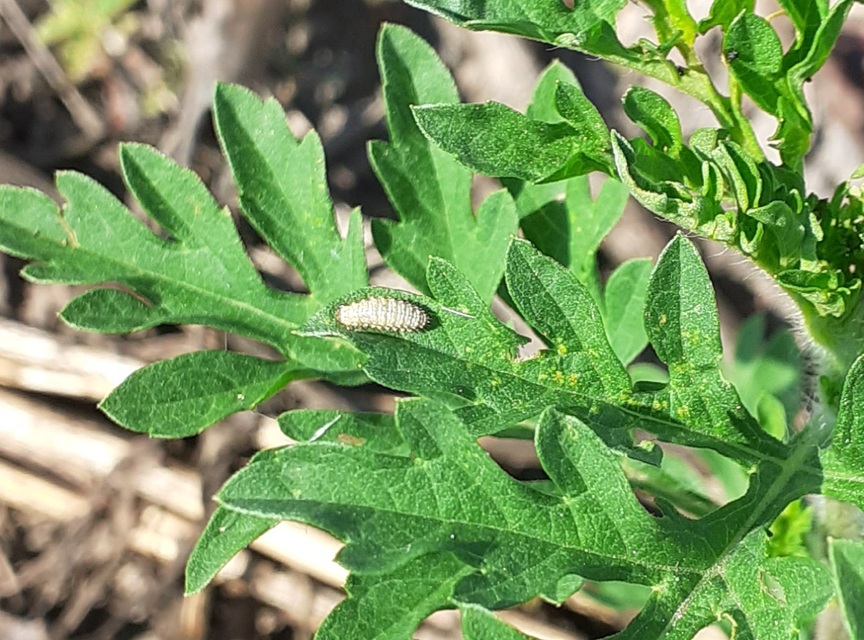 Ophraella communa - parlagfű-olajosbogár