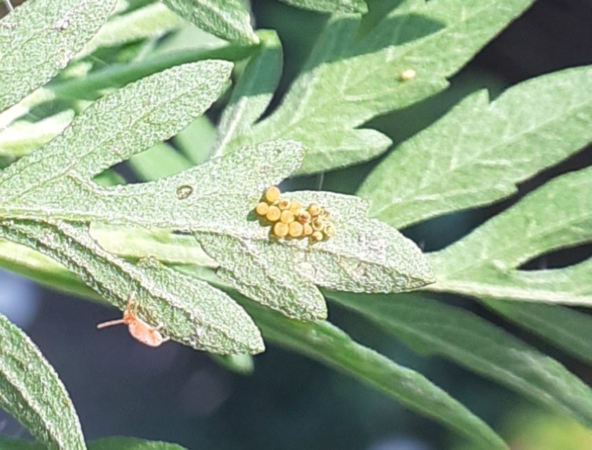 Ophraella communa - parlagfű-olajosbogár