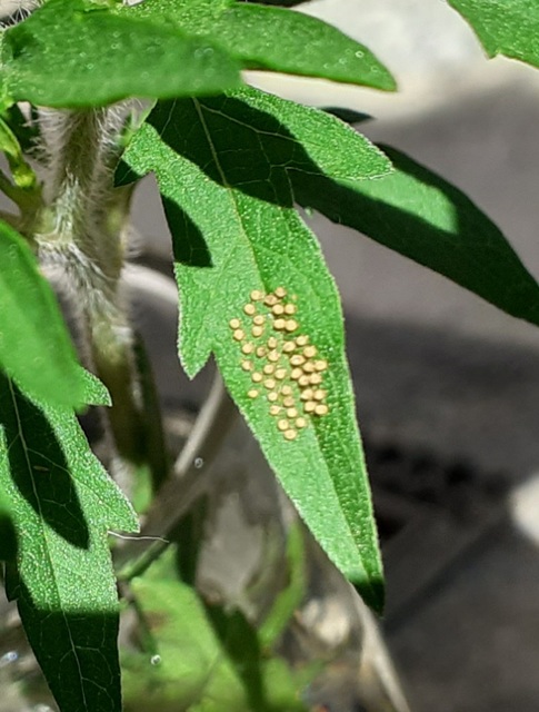 Ophraella communa - parlagfű-olajosbogár