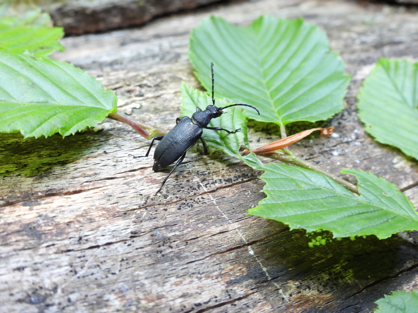 Stictoleptura scutellata - hegyi virágcincér