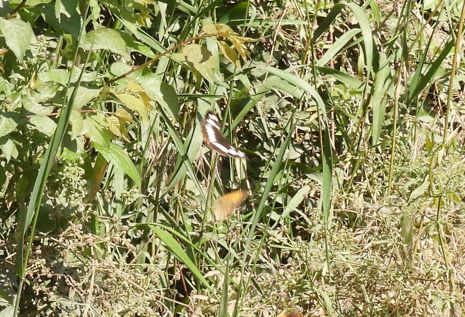 Neptis rivularis - nagy fehérsávoslepke