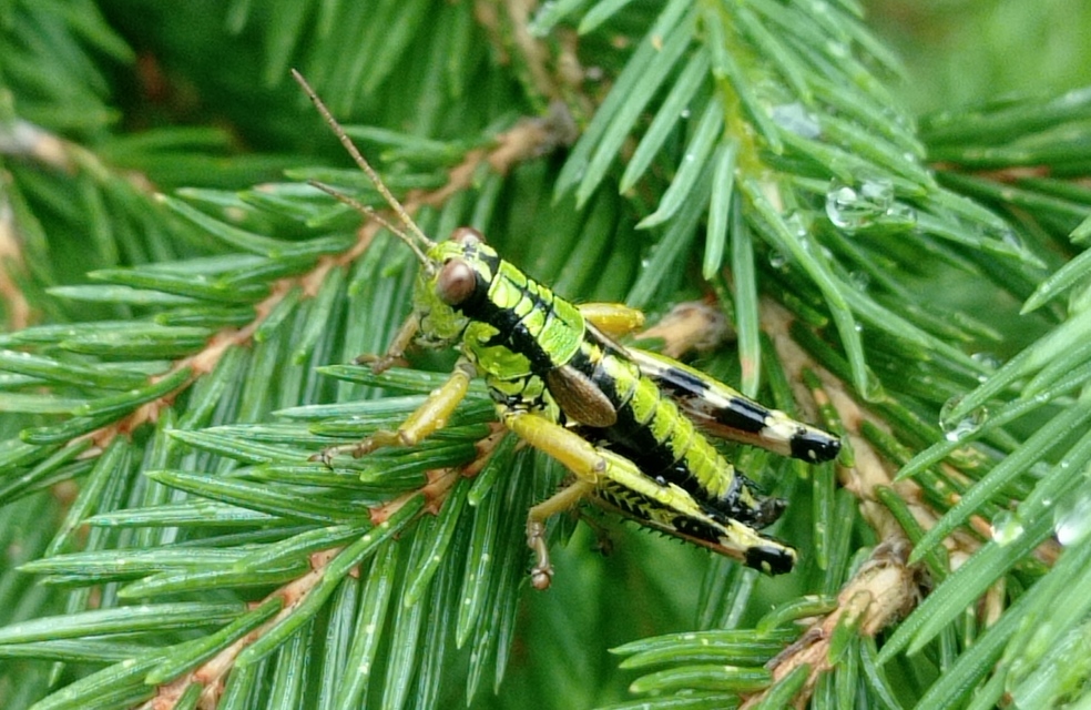 Miramella ebneri