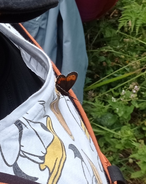 Erebia euryale
