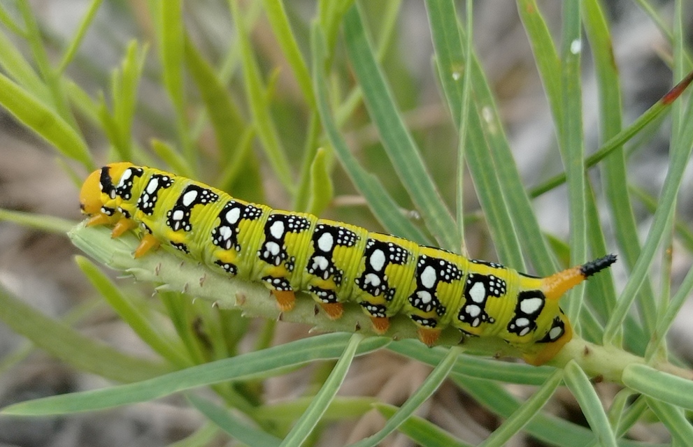 kutyatejszender - Hyles euphorbiae