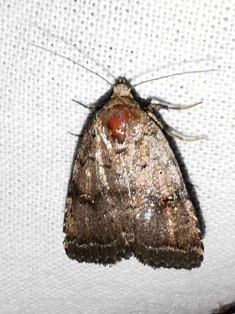 Athetis furvula - homoki lápibagoly