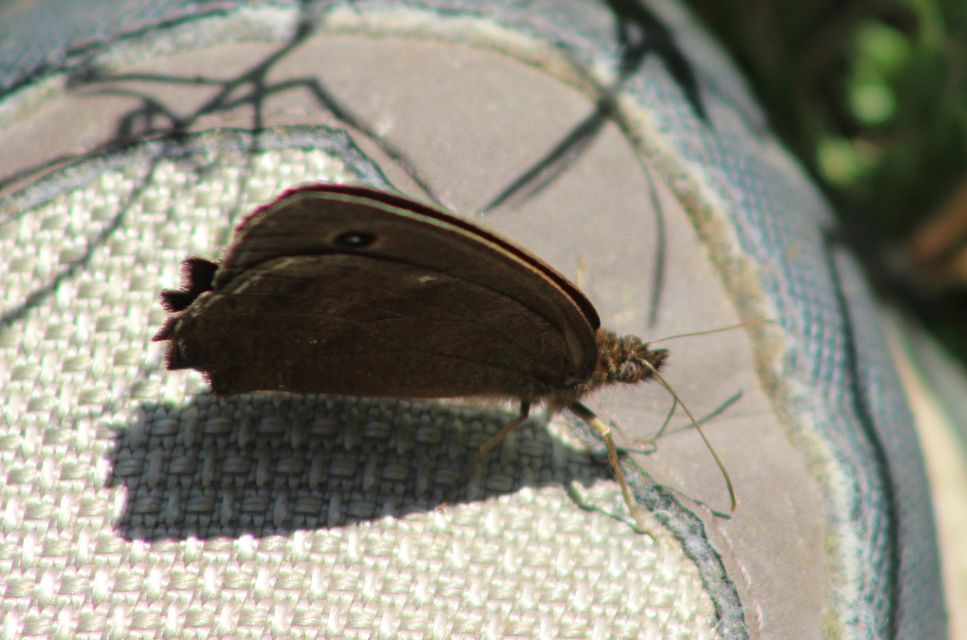 Minois dryas - fekete szemeslepke