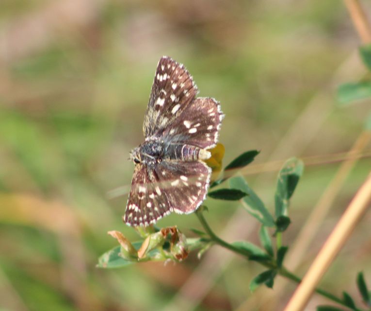 Spialia orbifer - törpe busalepke