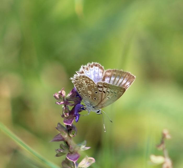 Polyommatus daphnis - csipkés boglárka