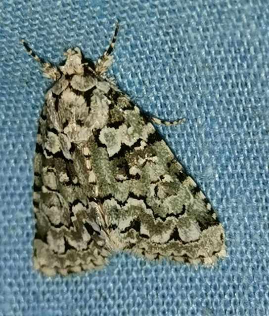 zöld zuzmóbagoly - Nyctobrya muralis