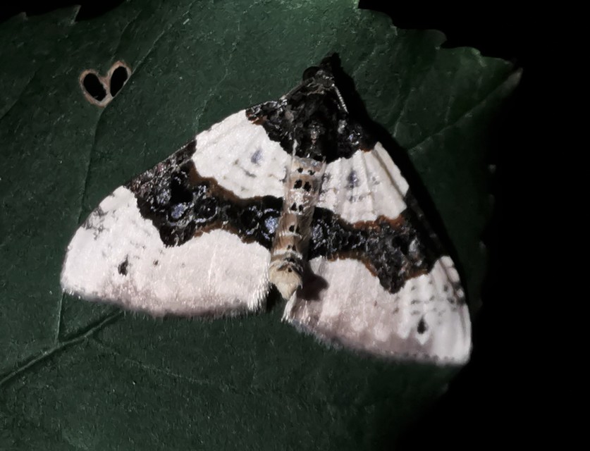 szemes galajaraszoló - Cosmorhoe ocellata