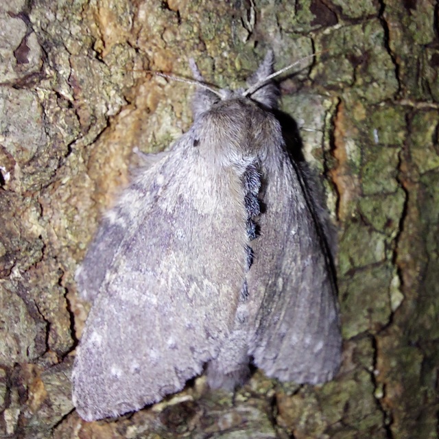 bükkfa-púposszövő - Stauropus fagi