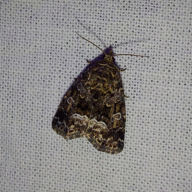 fehérsávos apróbagoly - Protodeltote pygarga