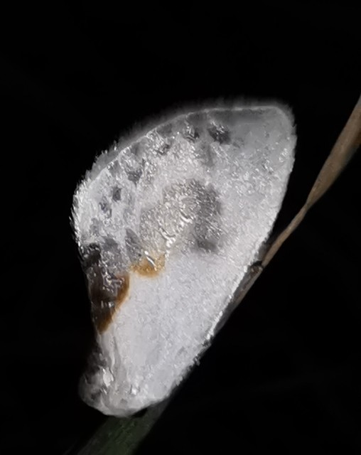 törpe sarlósszövő - Cilix glaucata