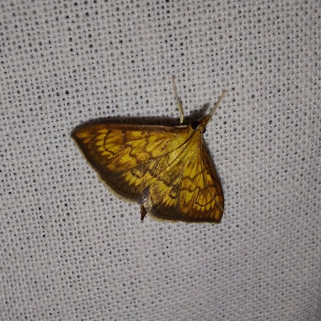 Ecpyrrhorrhoe rubiginalis - rozsdavörös tűzmoly