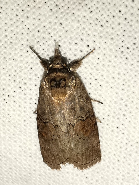 Nycteola asiatica - nyárfa-trapézbagoly
