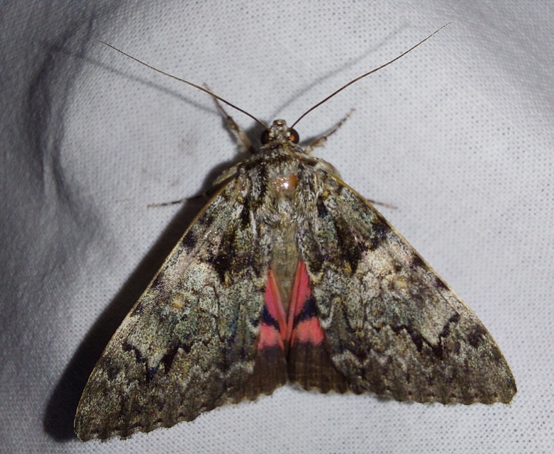 Catocala promissa - kis tölgyfa-övesbagoly
