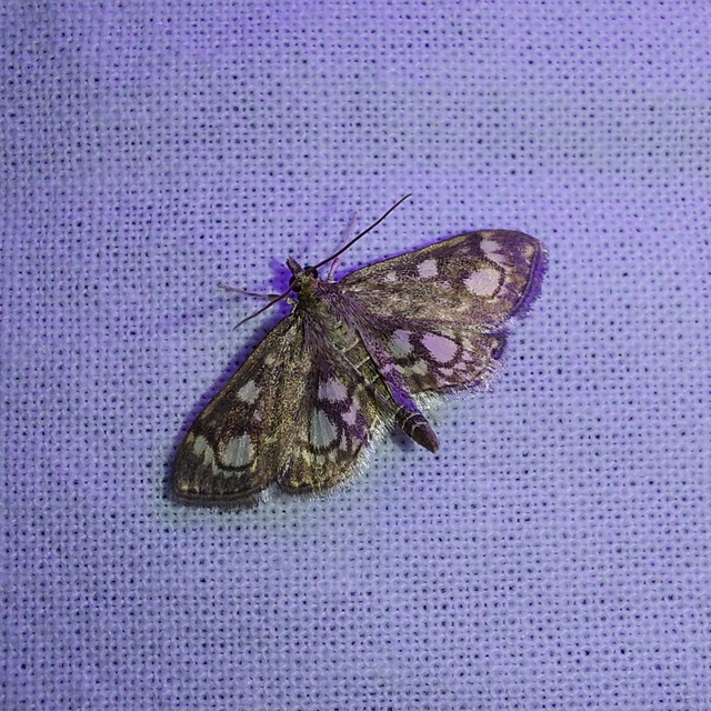 Anania coronata - koronás dudvamoly