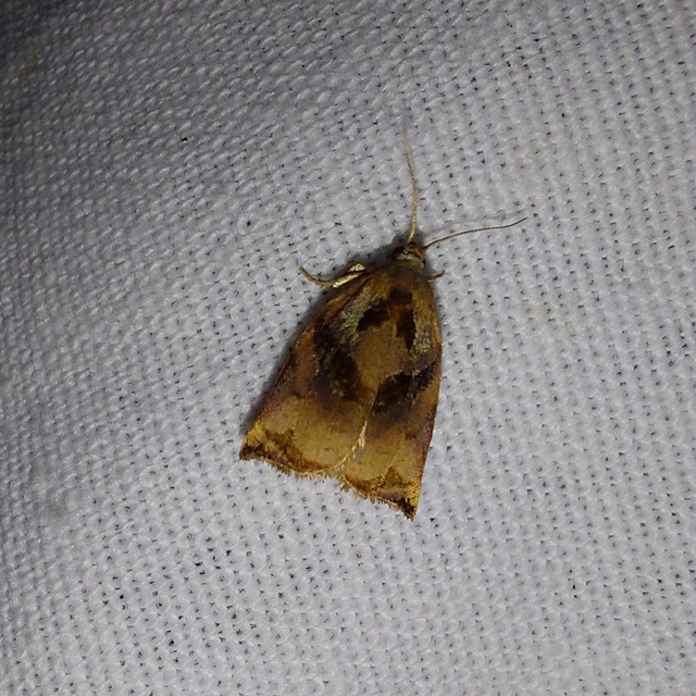 dudvarágó sodrómoly - Archips podana